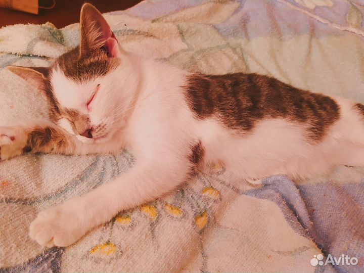 Котенок с зелёными глазами