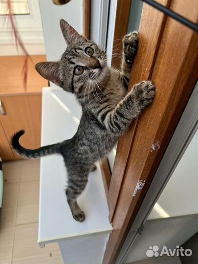 Котенок Кузьма ищет дом