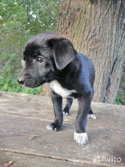 Собаки бесплатно в добрые руки щенки