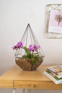 Орхидея домашняя, флорариум