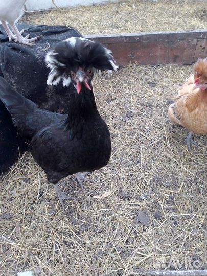 Голландские белохохлые