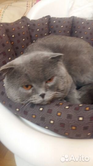 Британский кот Вязка бесплатно