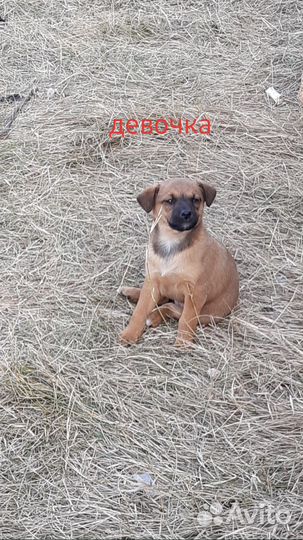 Щенки бесплатно