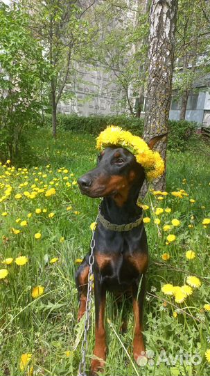 Доберман вязка