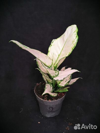 Аглаонема супер вайт 12/30