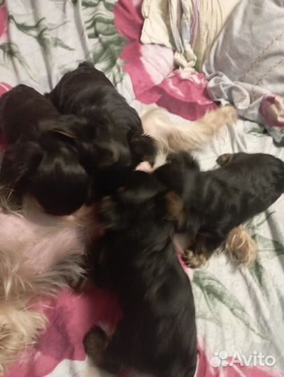 Йоркширский терьер мини