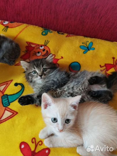 Котята в добрые руки