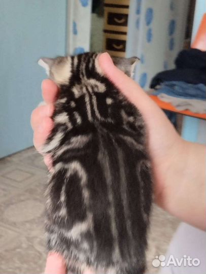 Кошки шотландцы