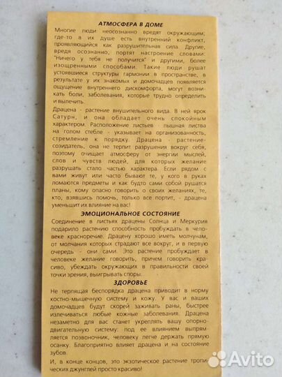 Пальма драцена