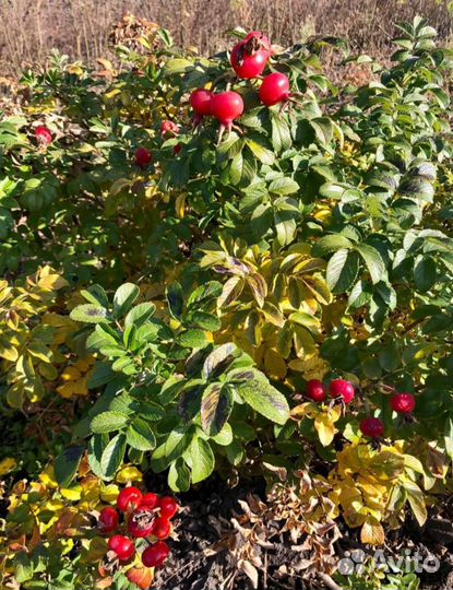 Шиповник кусты