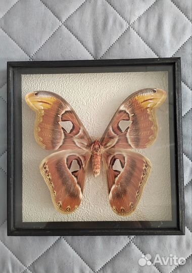 Бабочки и насекомые в рамках