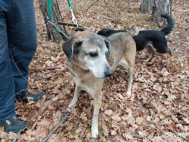 Собака в добрые руки