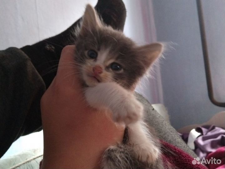 Кошка в дар бесплатно