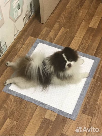 Немецкий шпиц (кобель) вязка