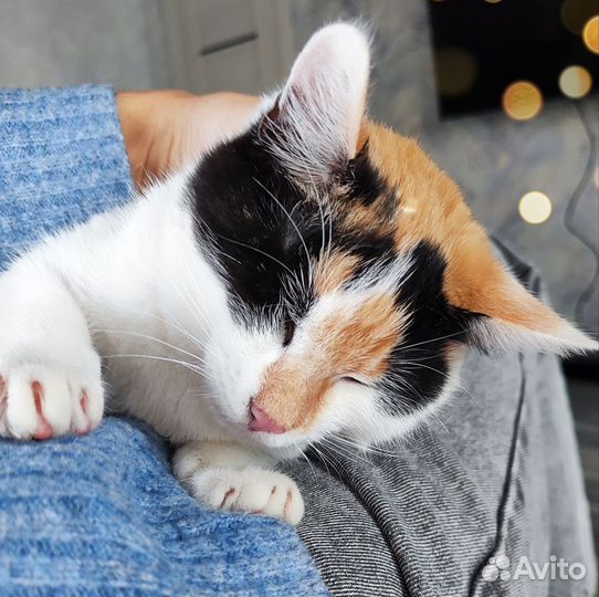 Котята метисы