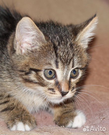 Котенок Джоник