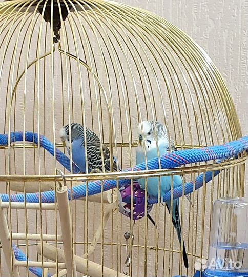 Волнистые попугаи с клеткой