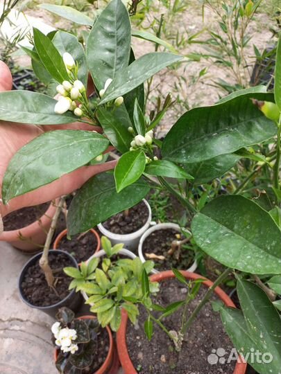 Цитрусовые растения