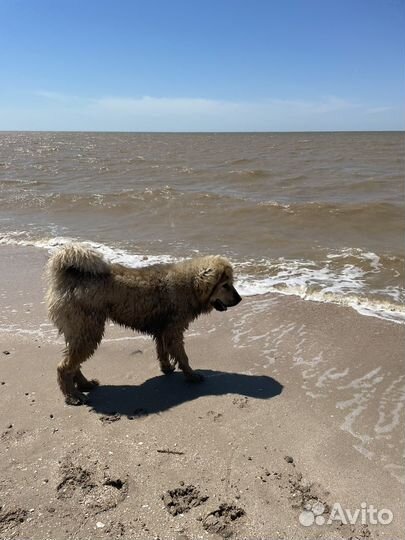 Собака для вязки