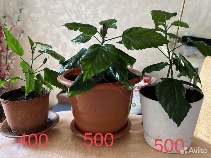 Комнатные цветы