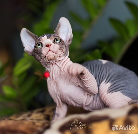 Шикарный котик сфинкс