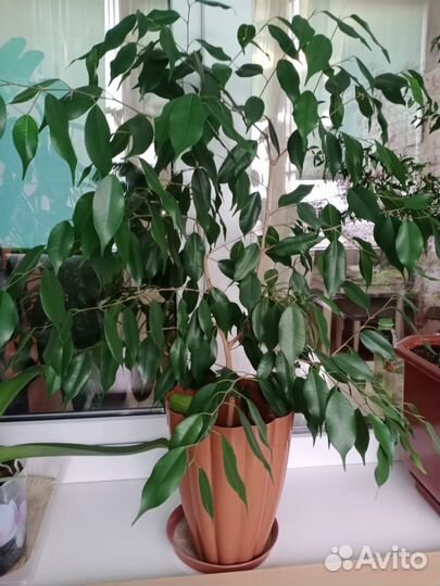 Фикус бенджамина