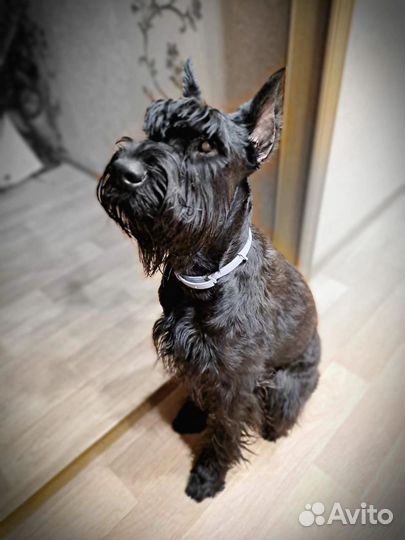 Ризеншнауцер