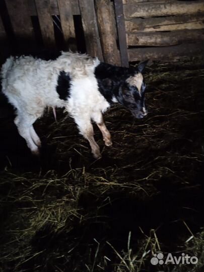 Телка Бычок