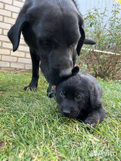 Щенки лабрадора черные