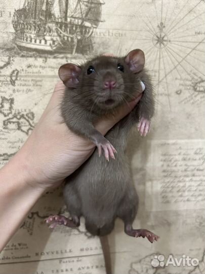 Крысята Дамбо мальчики 3 месяца