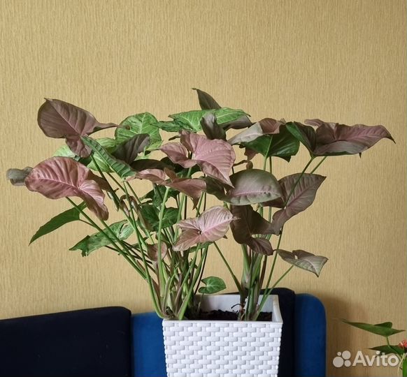 Сингониумы взрослые (Неон + Фриклес)