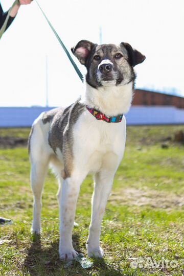 Собака в добрые руки Лего