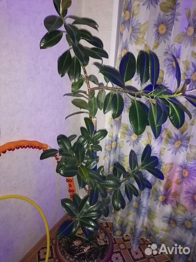 Продам фикус