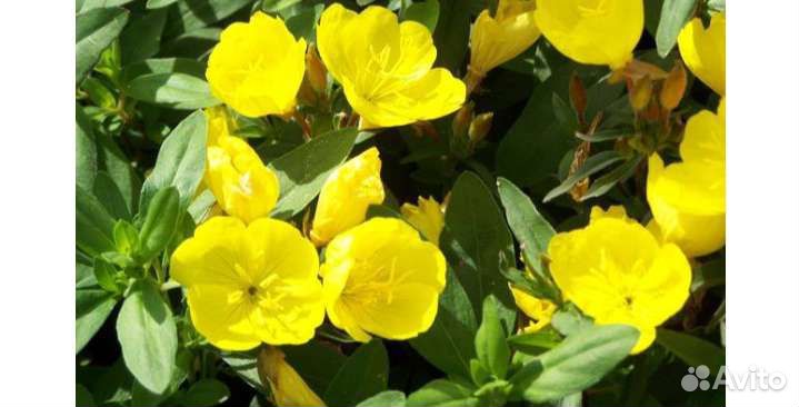 Энотера многолетняя