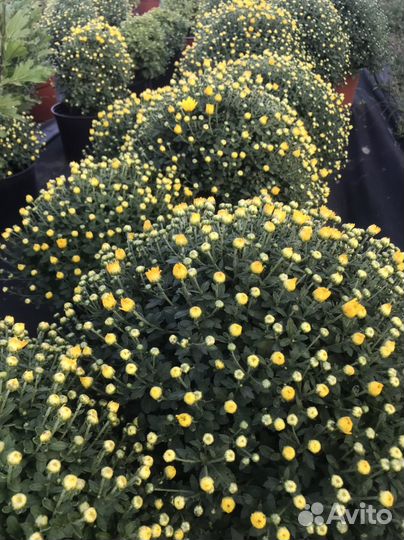 Хризантемы мультифлора