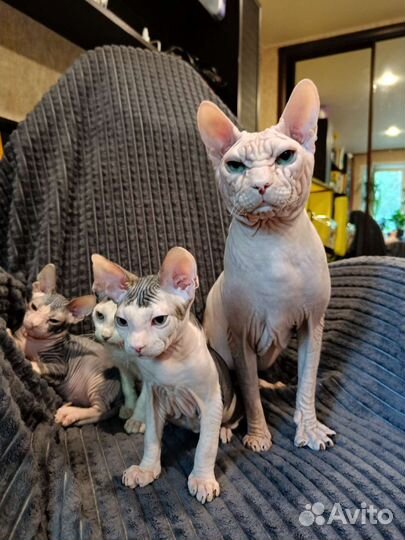 Донской сфинкс