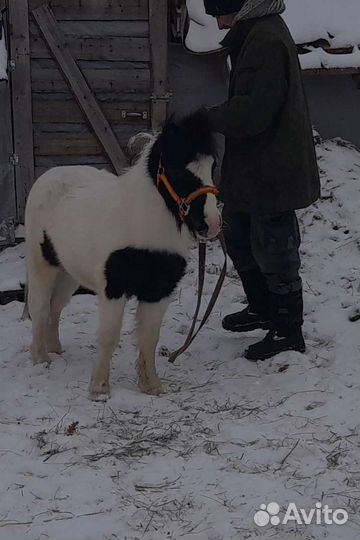 Молодой Шетлендский пони жеребец