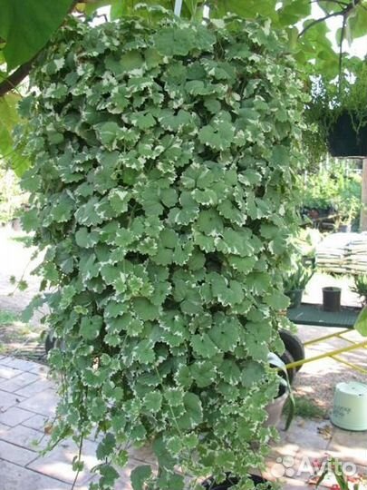 Будра плющевидная