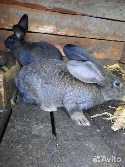 Кролики Фландр,рекс,калифорнийцы