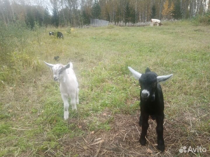 Коза нубийская