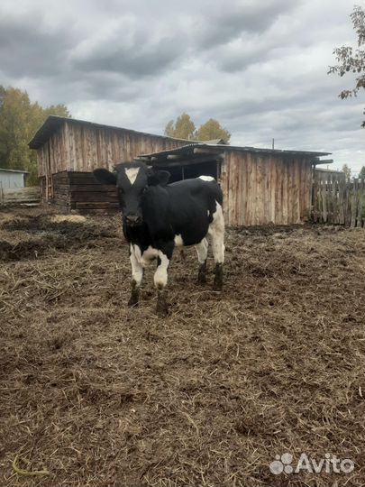 Бык на мясо и на доращивание бычки и телочка