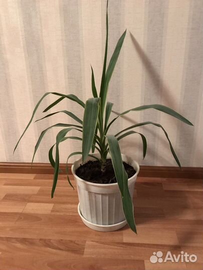 Комнатные цветы Юкка
