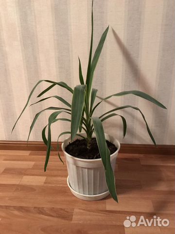 Комнатные цветы Юкка