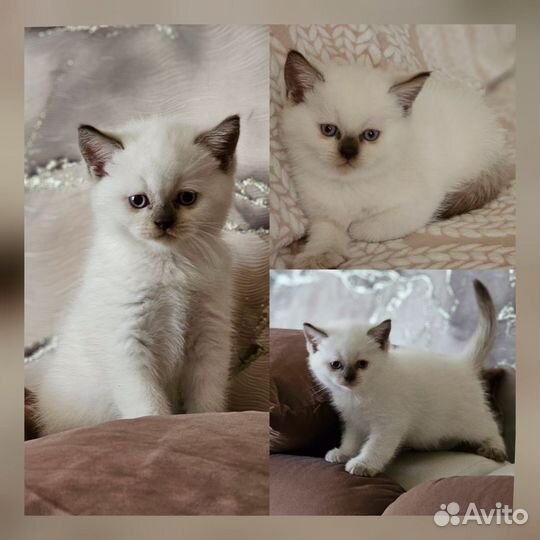 Шотландские котята