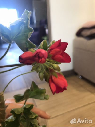 Пеларгония герань цветущая тюльпановидная