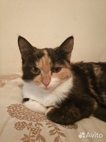 Отдам котенка