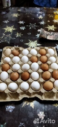 Домашние куриные яйца