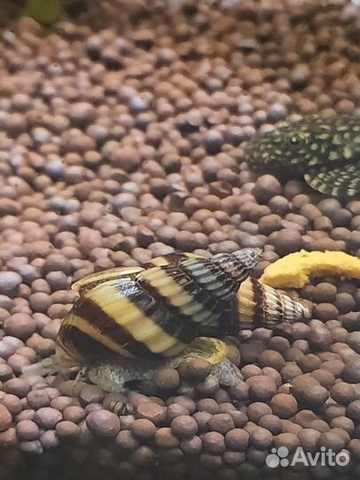 Улитки Хелена