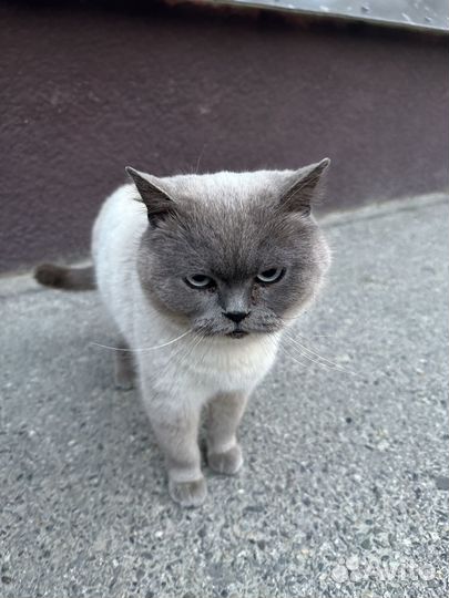 Найдена кошка