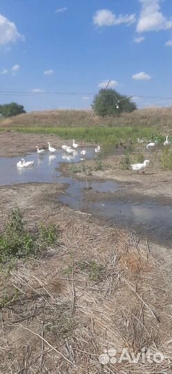 Лпх - Усадьба на зем участке 7.7 га